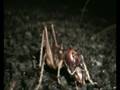 Springbrook King Crickets