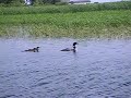 Loons on the Ottertail River in Minnesota