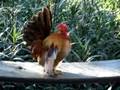 9 1/2 oz serama rooster