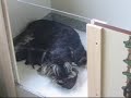 Luna\ Luna\
