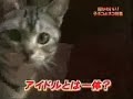 cat loves dog