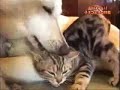 cat loves dog