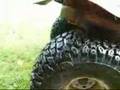 87' Honda Fourtrax 250 look and ride