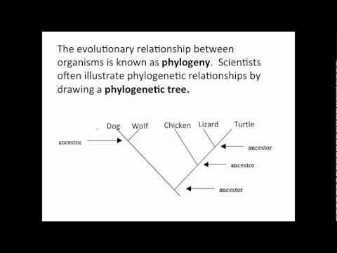 how to read a phylogenetic tree