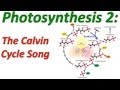 Photosynthesis-Calvin Cycle and Cyclic Electron Flow