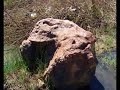 Uma Floresta de Pedra