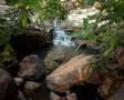 Uma Floresta de Pedra