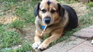 Mr.c dog