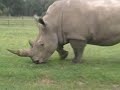 The wonderful world of Aminals The wonderful world of Aminals