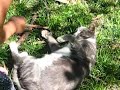 Cat Whisperer Cat Whisperer