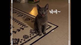 나인케어 사료