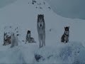 huskypure-shore.html