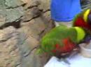 Attack of the Killer Birds