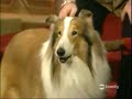 WLIIA USA S4E15 (Lassie & Sid Caesar) Part 1/3 WLIIA USA S4E15 (Lassie & Sid Caesar) Part 1/3