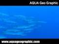 ブラックフィンバラクーダ,Blackfin barracuda