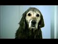 Funny Videos/ Creative Ads Collection Part 29