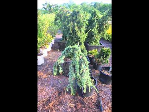 how to transplant a blue atlas cedar