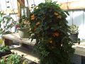 July 2011 Tour - In the Greenhouse We Go!