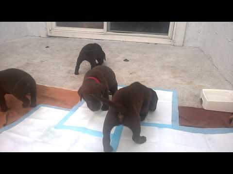 AKC Chocolate Labrador Puppies Day 35 5 week old puppies!