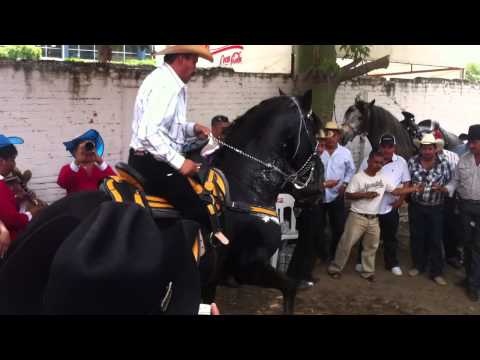 Baile caballo - CABALLOS DE ALTA ESCUELA DEL RANCHO BAJARIQUE R-1.