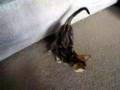 Brutus-the-Bengal-Cat-Kitten---Finding-the-Toy