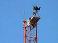 Tito Kayak scales Israeli surveillance tower in Bil'in