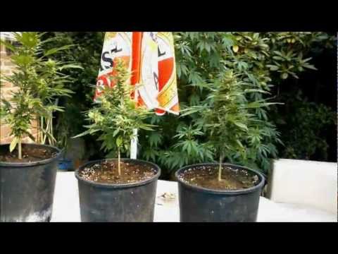 how to grow small weed plants