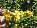 St. Johnswort St. Johnswort