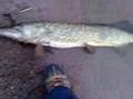 Pike-killers-Klubba-