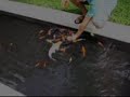 Aqua-Bay - Lago ornamental com carpas 