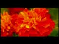 Esma-ul Husna ( Z?KR sound ) Beautiful Names of ALLAH Esma-ul Husna ( Z?KR sound ) Beautiful Names of ALLAH