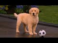 Rosebud Introduces Rosebud Introduces