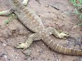 Goanna