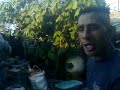 cacho jiribillas 2