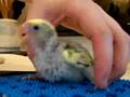 Handfeeding 4 Baby Lovebirds