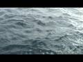 Sailfish at the boat