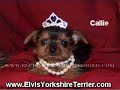 Teacup Yorkie Puppies For Sale Teacup Yorkie Puppies For Sale