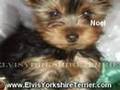Teacup Yorkie Puppies For Sale