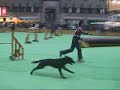 Dog Agility (Mar/31/07 JKC CUP Jumping Large Vol.3)