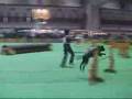 Dog Agility (Mar/31/07 JKC CUP Jumping Large Vol.3)
