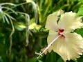 the wedding network weddings honeymoons overseas holidays hilton maldives resort