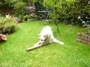 yoris in our garden