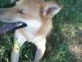 videos de Adopt Tammy, a Wonderful Dog