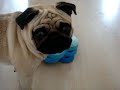 Pugs Odie and Bob playing with the Nina Ottosson dog tornado