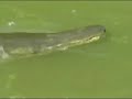 alligator gar