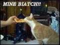 VERY-FUNNY-CATS-pt-4