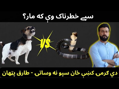 Dog bite vs Snake bite - Rabies explained by Tariq Pathan