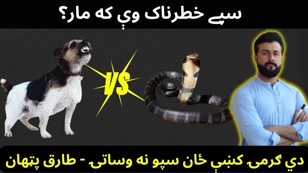 Dog bite vs Snake bite - Rabies explained by Tariq Pathan