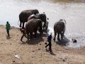 Elephants and Baby Take Bath, Elephant Nature Park, December 2009