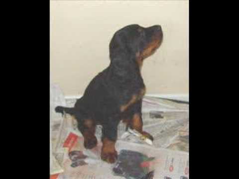 Gordon Setter Puppies at 46 days old ...